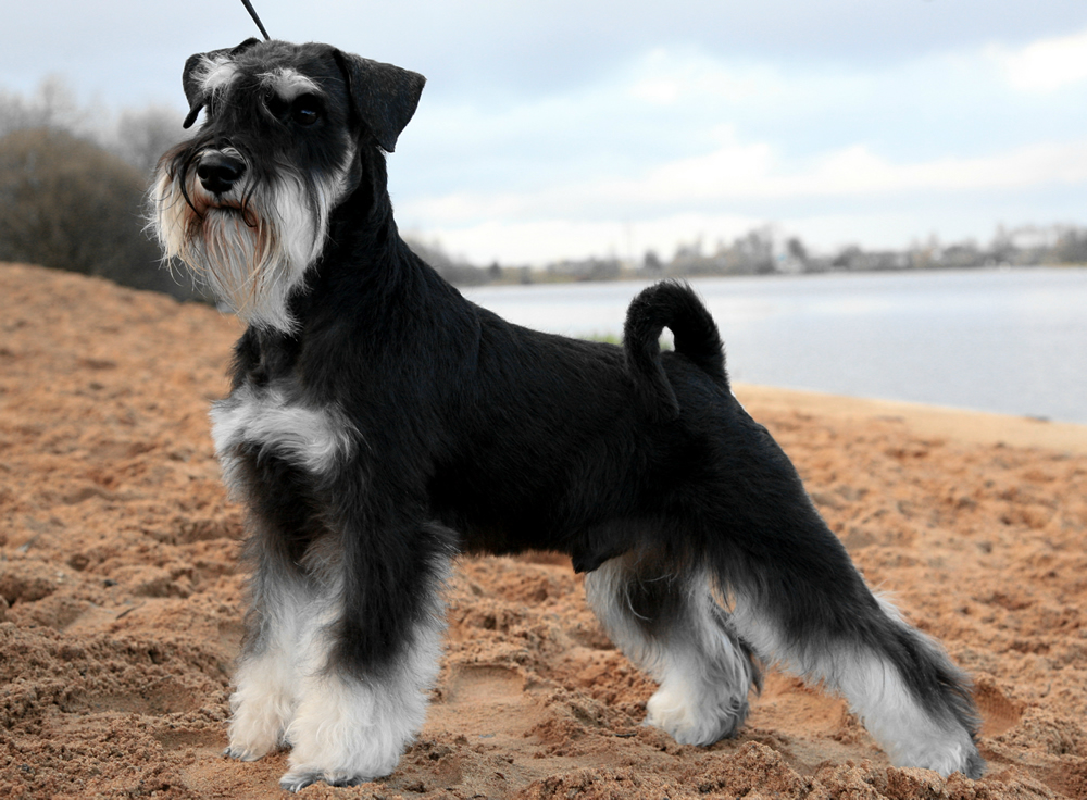 Nombres para Perros Chisus