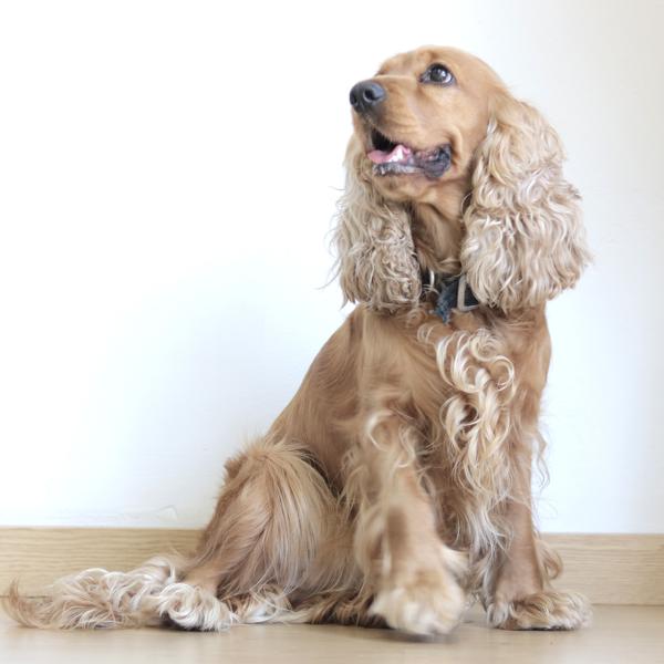 Nombres para perros chitsu 3