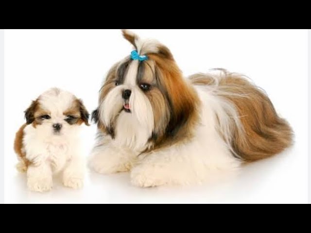 Nombres para Perros Chitsu