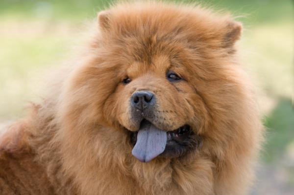 Nombres para Perros Chow Chow en Chino