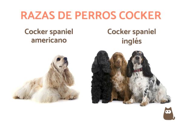Nombres para Perros Cocker Spaniel Machos