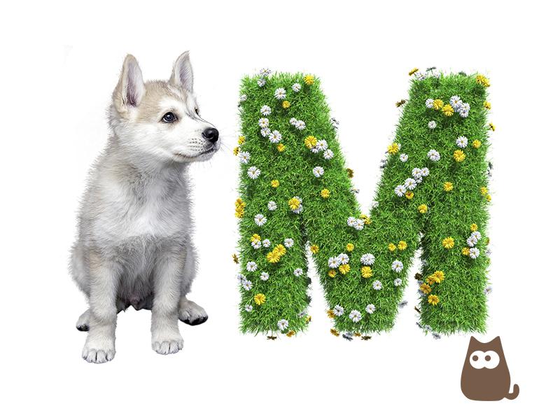 Nombres para Perros con M