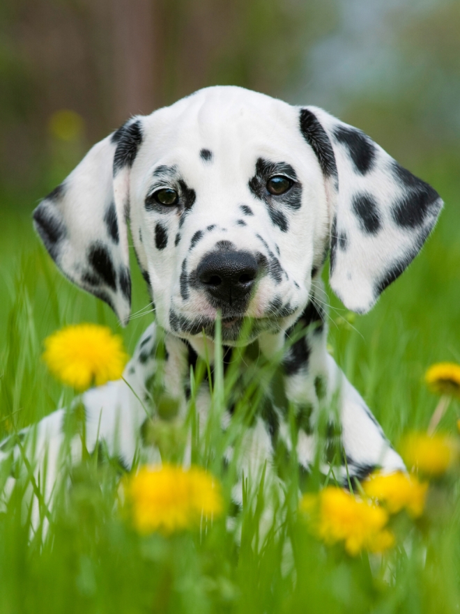 Nombres para Perros con Manchas Negras