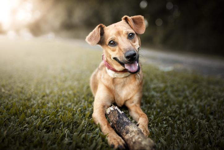 Nombres para perros con patas blancas 3
