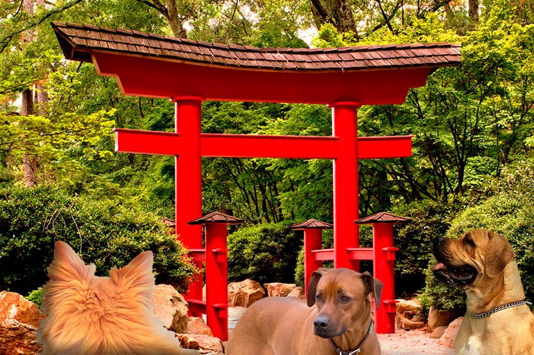 Nombres para Perros de Dragon Ball