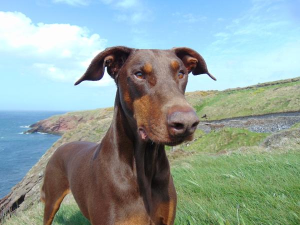 Nombres para Perros Doberman en Español