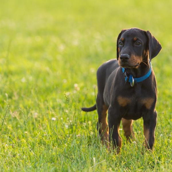 Nombres para Perros Doberman y su Significado