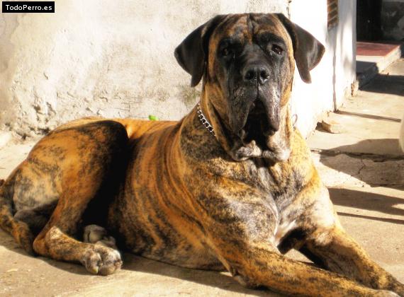 Nombres para Perros Fila Brasileiro