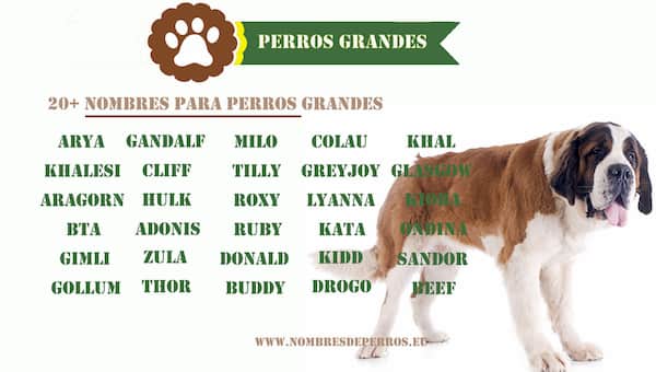 Nombres para perros epicos 3