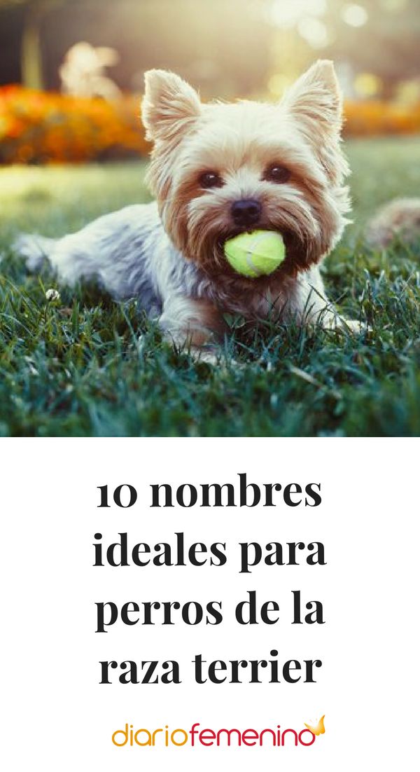 Nombres para Perros Fox Terrier Chileno