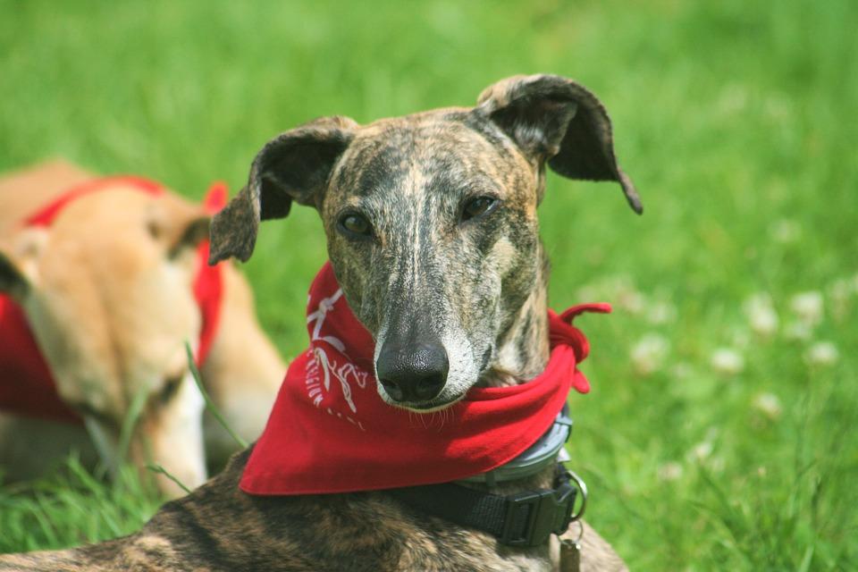 Nombres para perros galgos de carrera 1