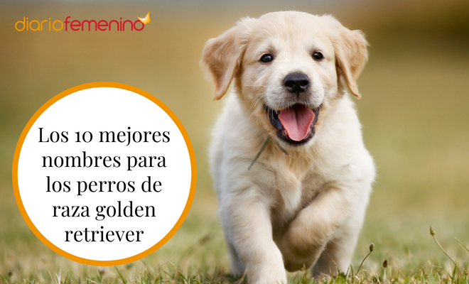 Nombres para perros fila brasileiro 3