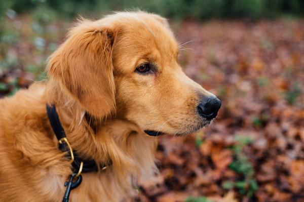 Nombres para perros golden retriever 2