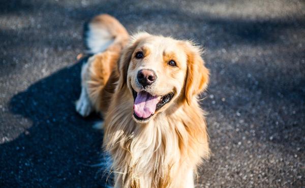 Nombres para Perros Golden y su Significado