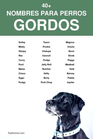 Nombres para perros gorditos 2