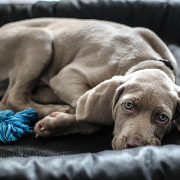 Nombres para Perros Grises