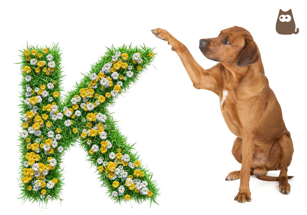 Nombres para Perros Hembras con K