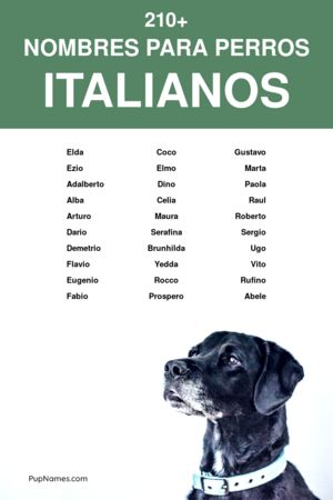 Nombres para Perros Hembras en Italiano y su Significado