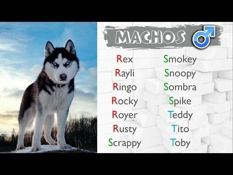 Nombres para perros hembras lobo siberiano 4