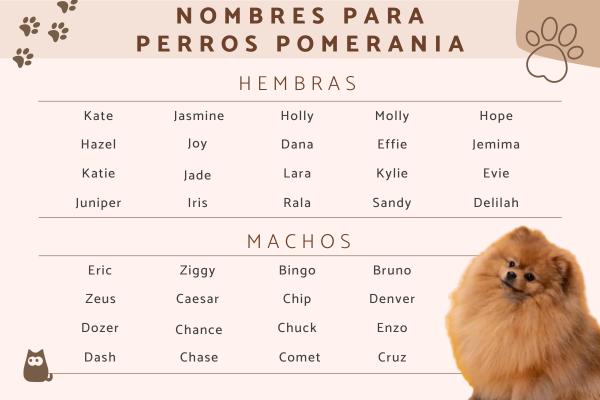 Nombres para Perros Hembras Pomerania