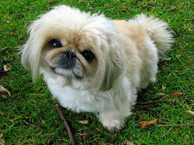 Nombres para perros hembras en frances 6