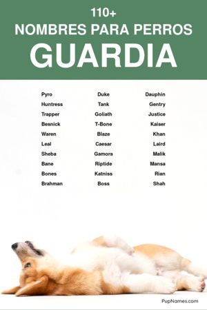 Nombres para Perros Machos Guardianes