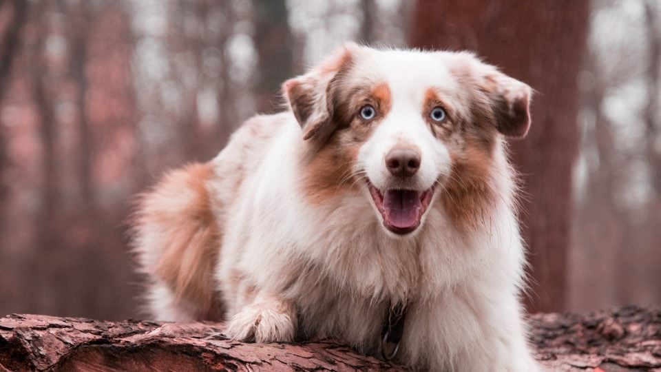 Nombres para Perros Machos Pastor Australiano