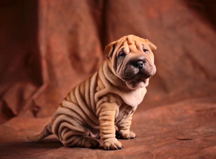 Nombres para perros musculosos 3
