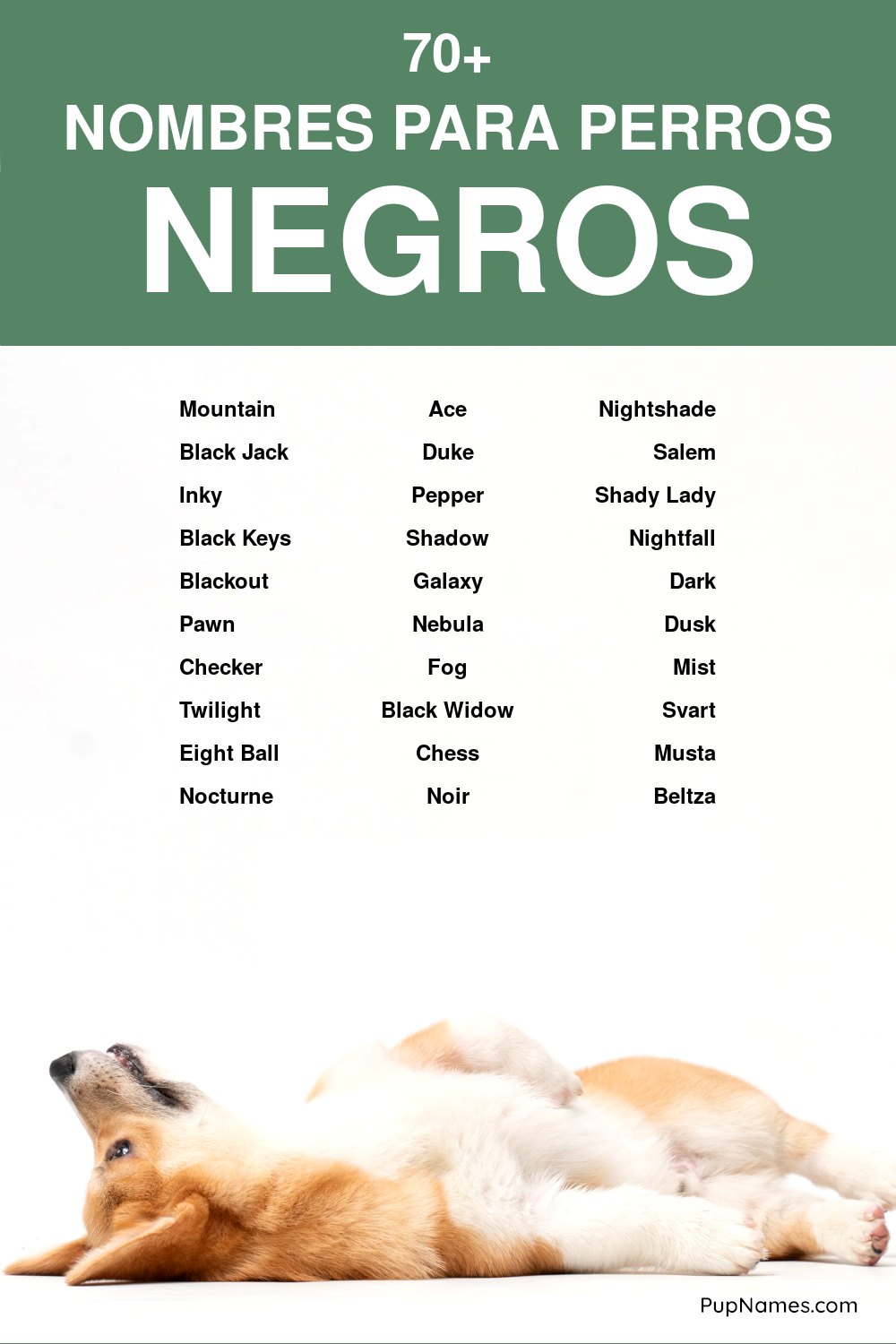 Nombres para perros pequenos chihuahua 3