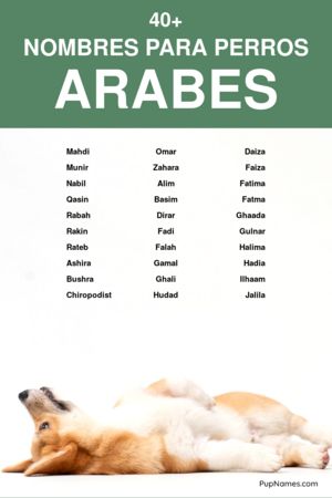 Nombres para Perros Pitbull en Árabe