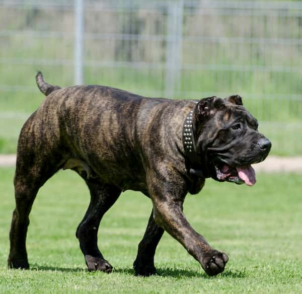 Nombres para Perros Presa Canario
