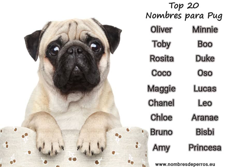 Nombres para Perros Pug Chistosos