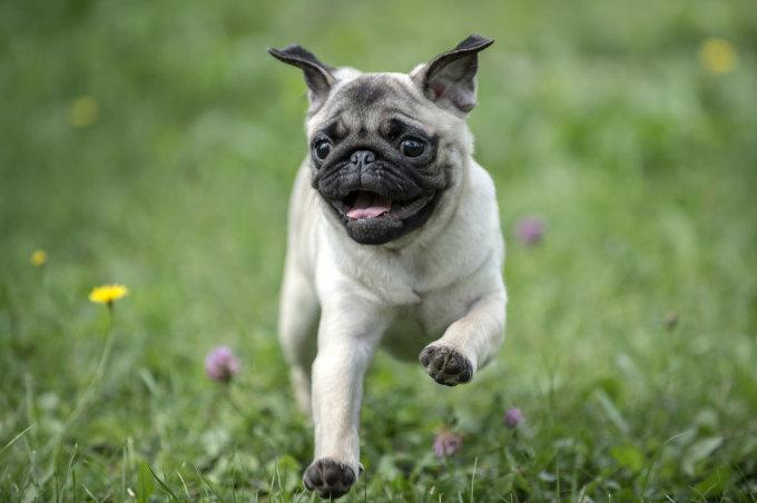 Nombres para Perros Pug Español