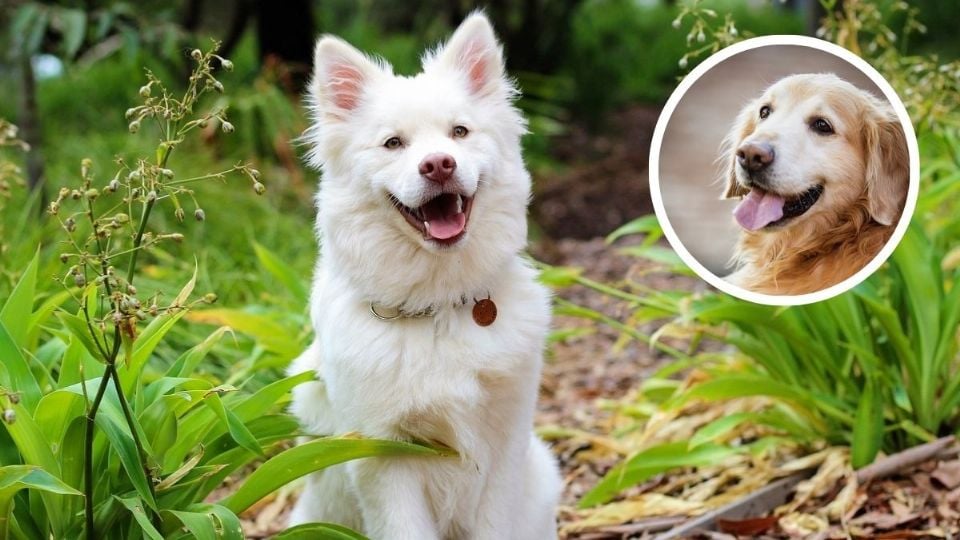 Nombres para Perros que Signifiquen Felicidad