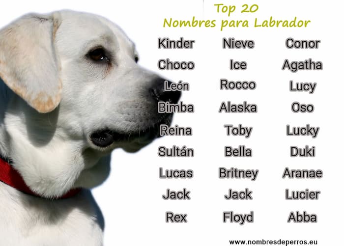 Nombres para Perros Raza Labrador