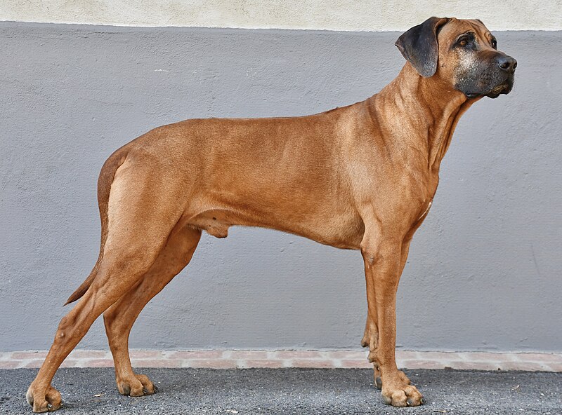 Nombres para Perros Rhodesian