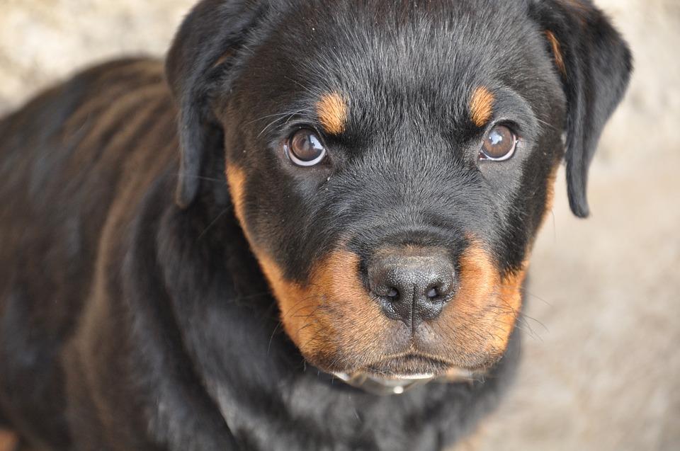 Nombres para Perros Rottweiler Machos Significado