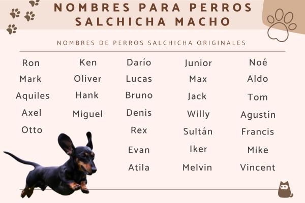 Nombres para Perros Salchichas Arlequin