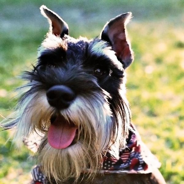 Nombres para Perros Schnauzer Miniatura