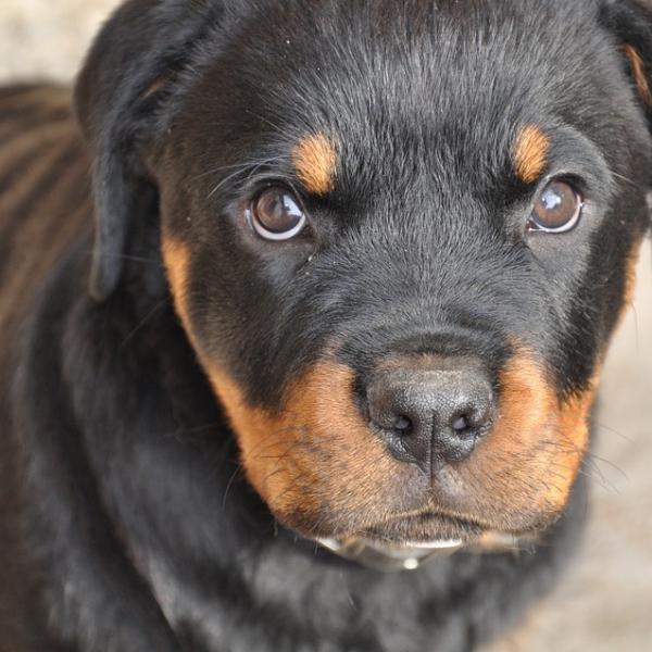 Nombres para Perros Yahoo