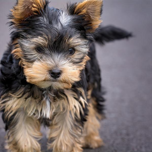 Nombres para Perros Yorkshire Mini