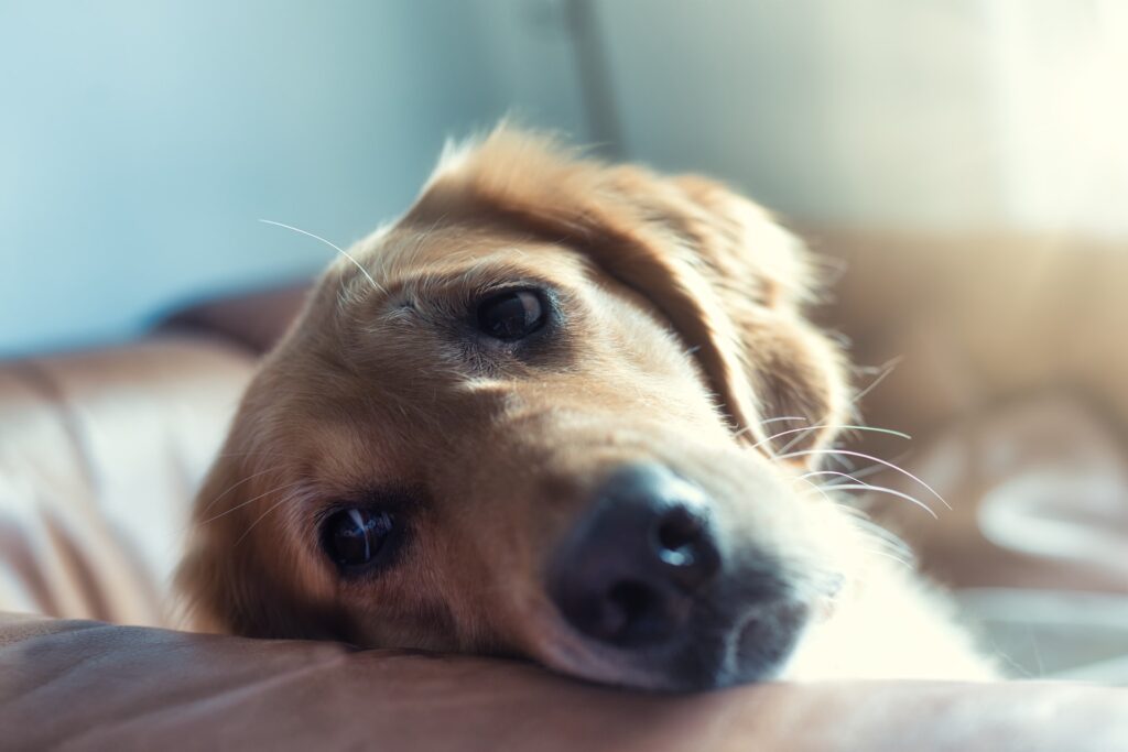 Nombres para Refugios de Perros