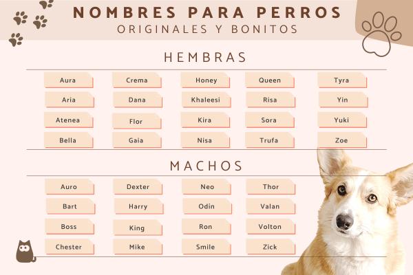 Nombres Sencillos para Perros