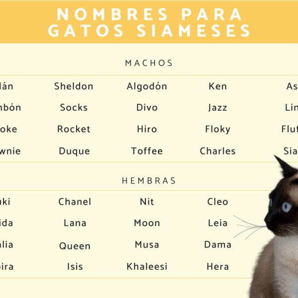 Nombres tailandeses para gatos 5