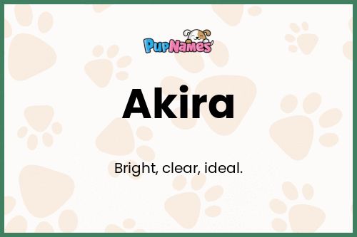 Significado del Nombre Akira para Perro