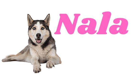 Significado del nombre nala para perro 1