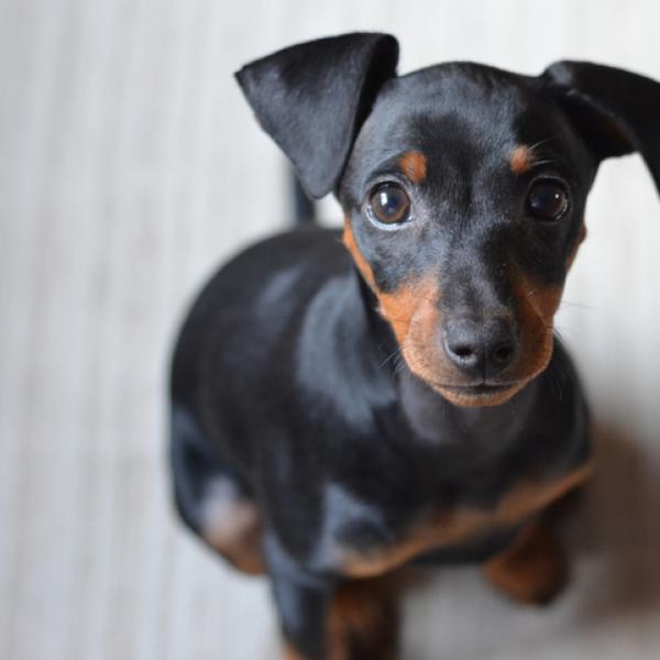 Ver Nombres para Perros Pincher
