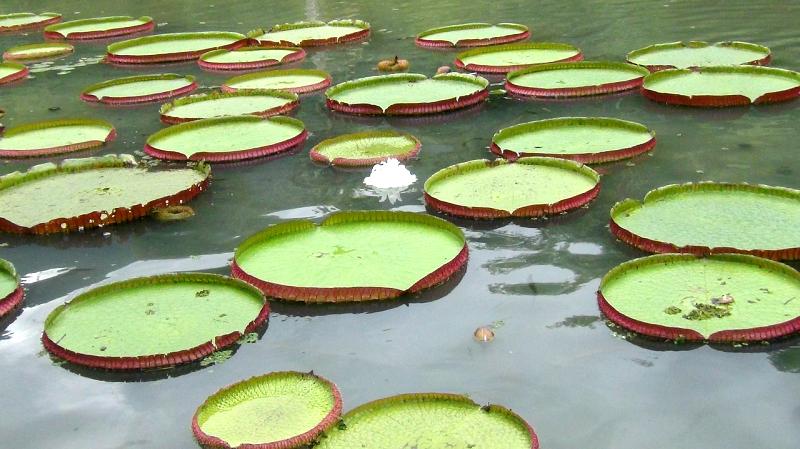 Acuariofilia 2 calidad agua estanques 1