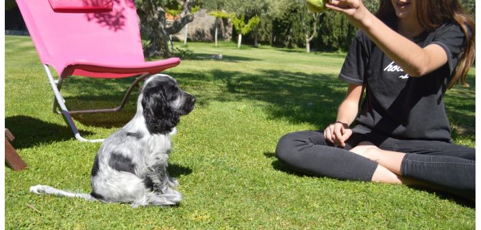 Articulos aconseja a los nuevos cuidadores de perros y gatos 1