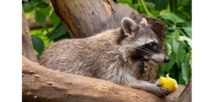 Animales prohibidos en España
